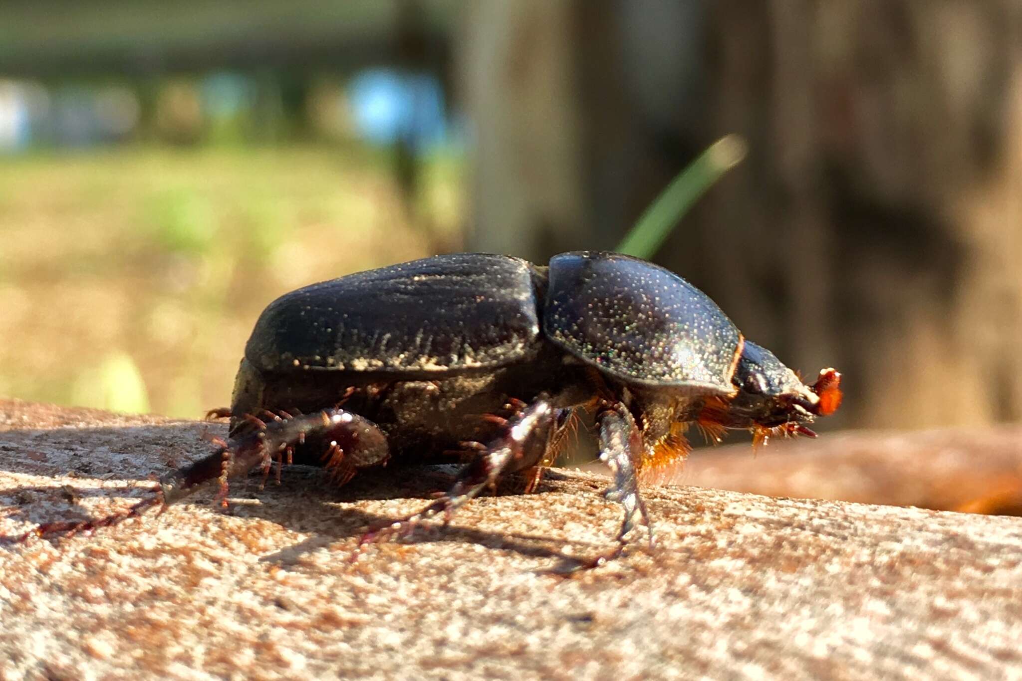 Image of Diloboderus