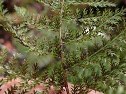 Image de Athyrium microphyllum (Sm.) Alston