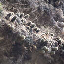 Image of Mammillaria spinosissima subsp. tepoxtlana D. R. Hunt