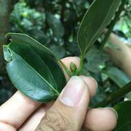 Image of Cinnamomum kotoense Kaneh. & Sasaki