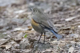 Image of Himalayan Bluetail