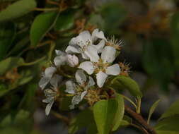 Image of Plymouth pear