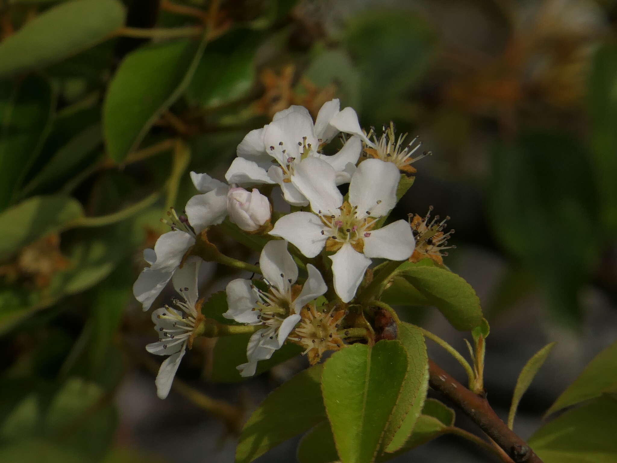 Plancia ëd Pyrus cordata Desv.