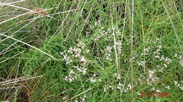 Image of Limonium brasiliense (Boiss.) O. Kuntze