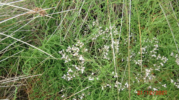 Imagem de Limonium brasiliense (Boiss.) O. Kuntze