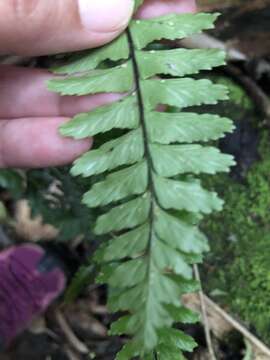 Hymenasplenium apogamum (N. Murak. & Hatan.) Nakaike resmi