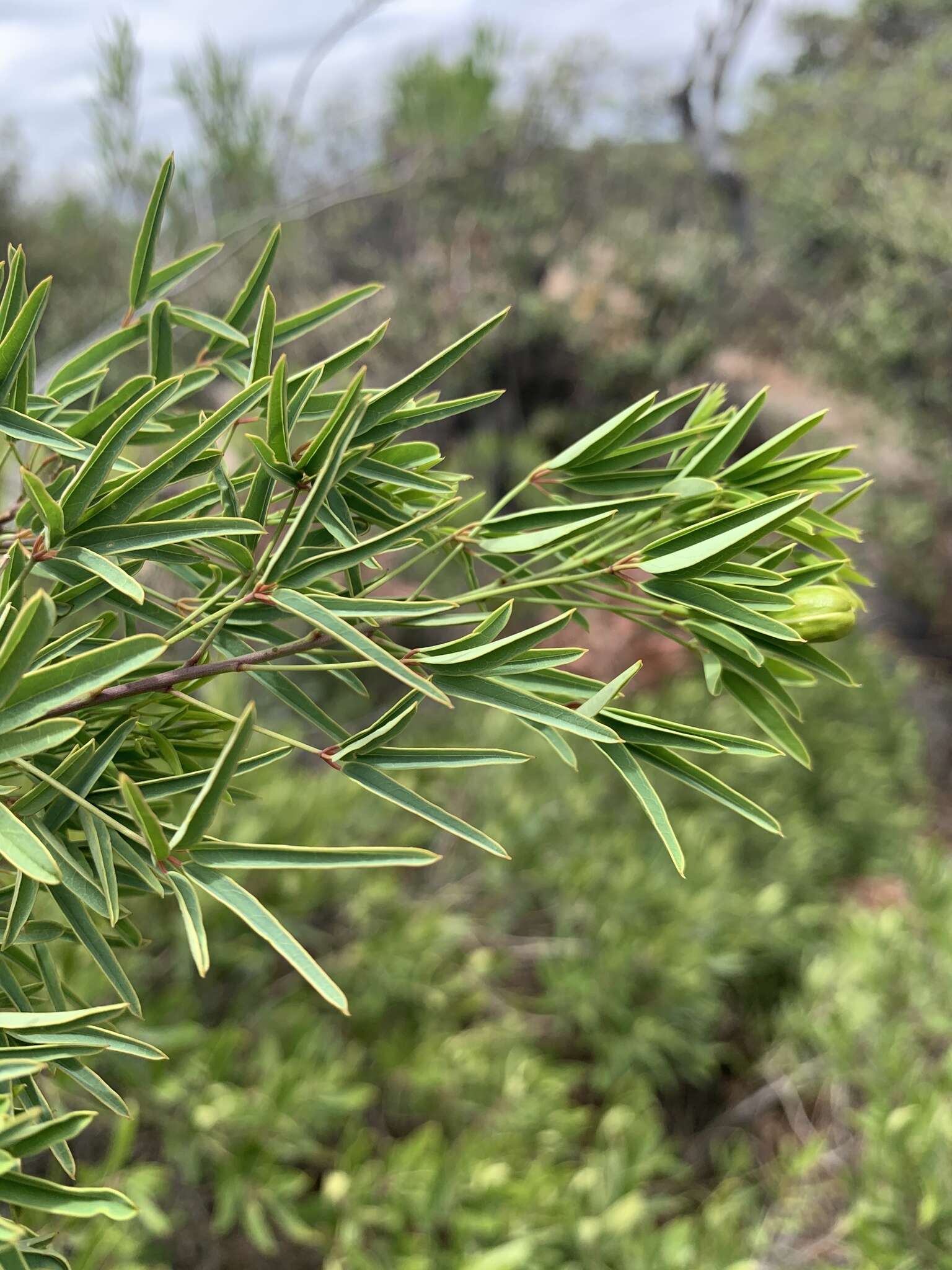 Sivun Maerua rosmarinoides (Sond.) Hochst. ex Pax kuva