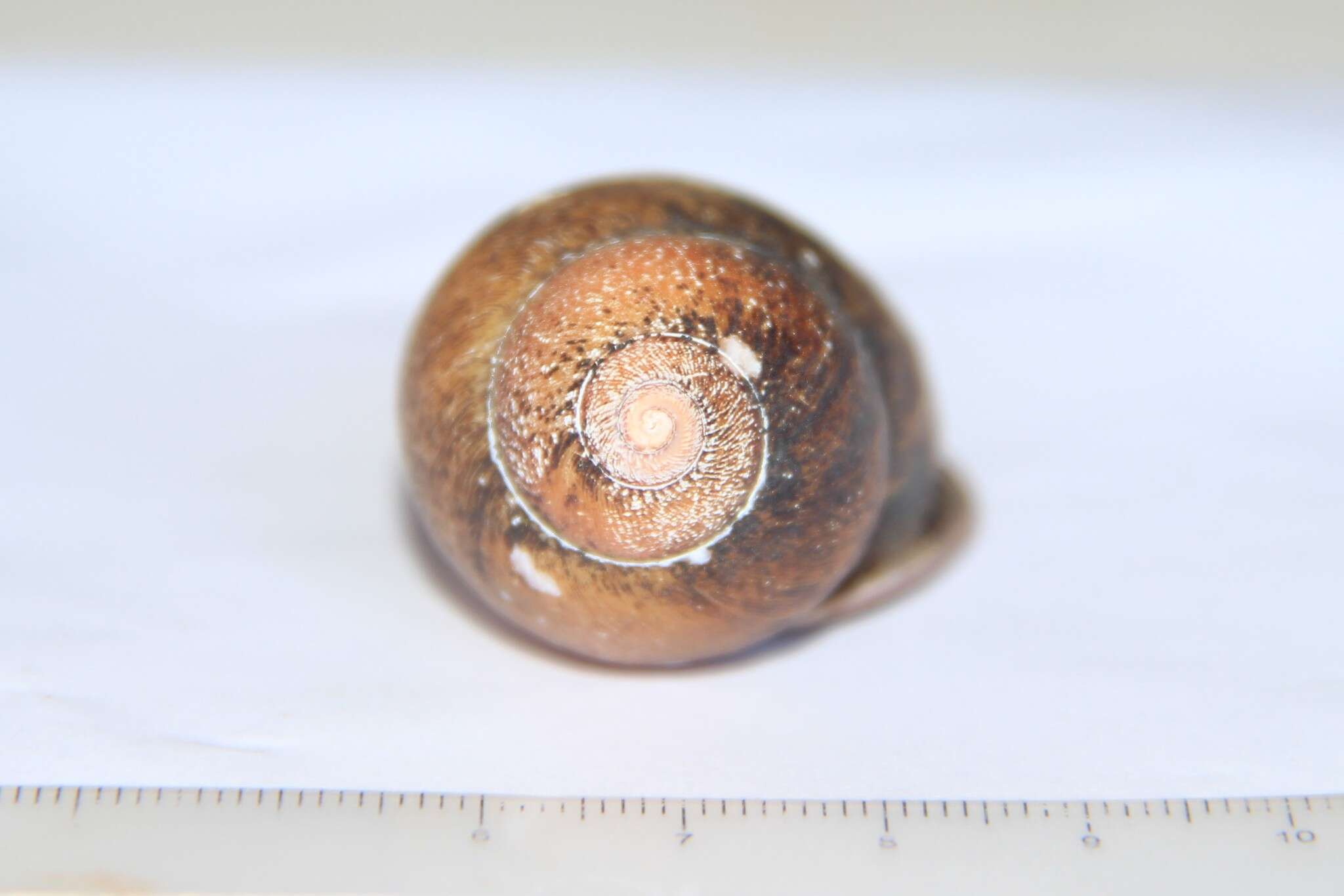 Image of Mirinaba unidentata