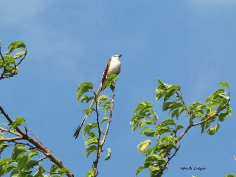 Image of Scissor-tailed Flycatcher