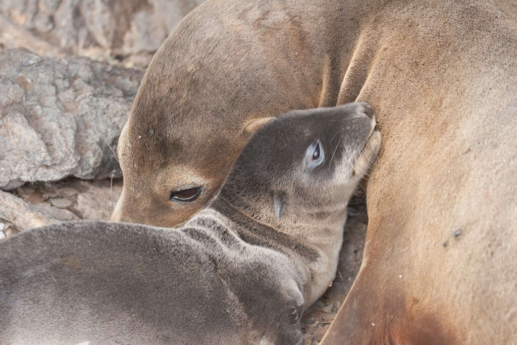 Image of Sea Lion