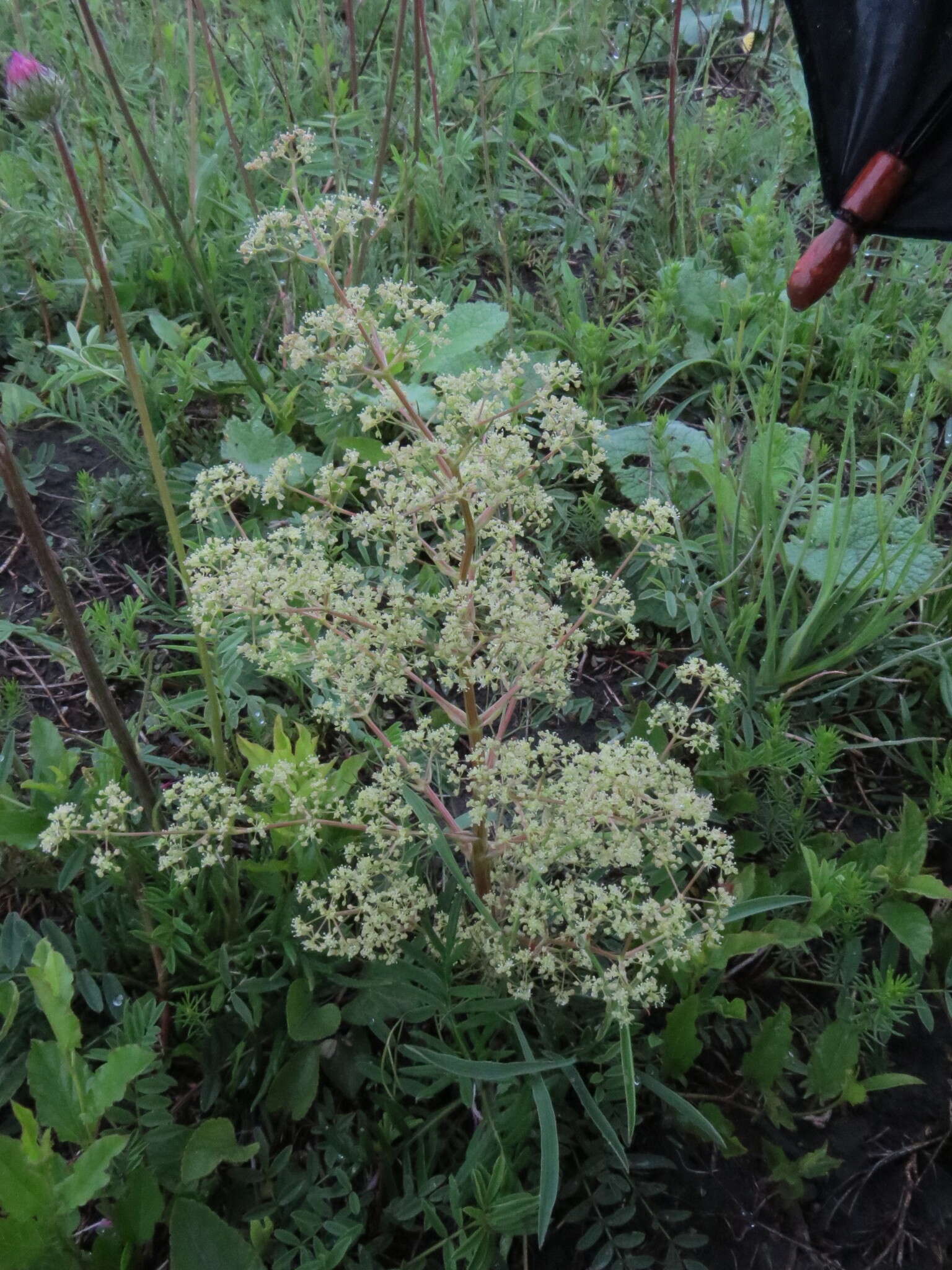 Image of Trinia multicaulis (Poir.) Schischkin