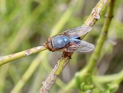 Calliphora dubia (Macquart 1855)的圖片