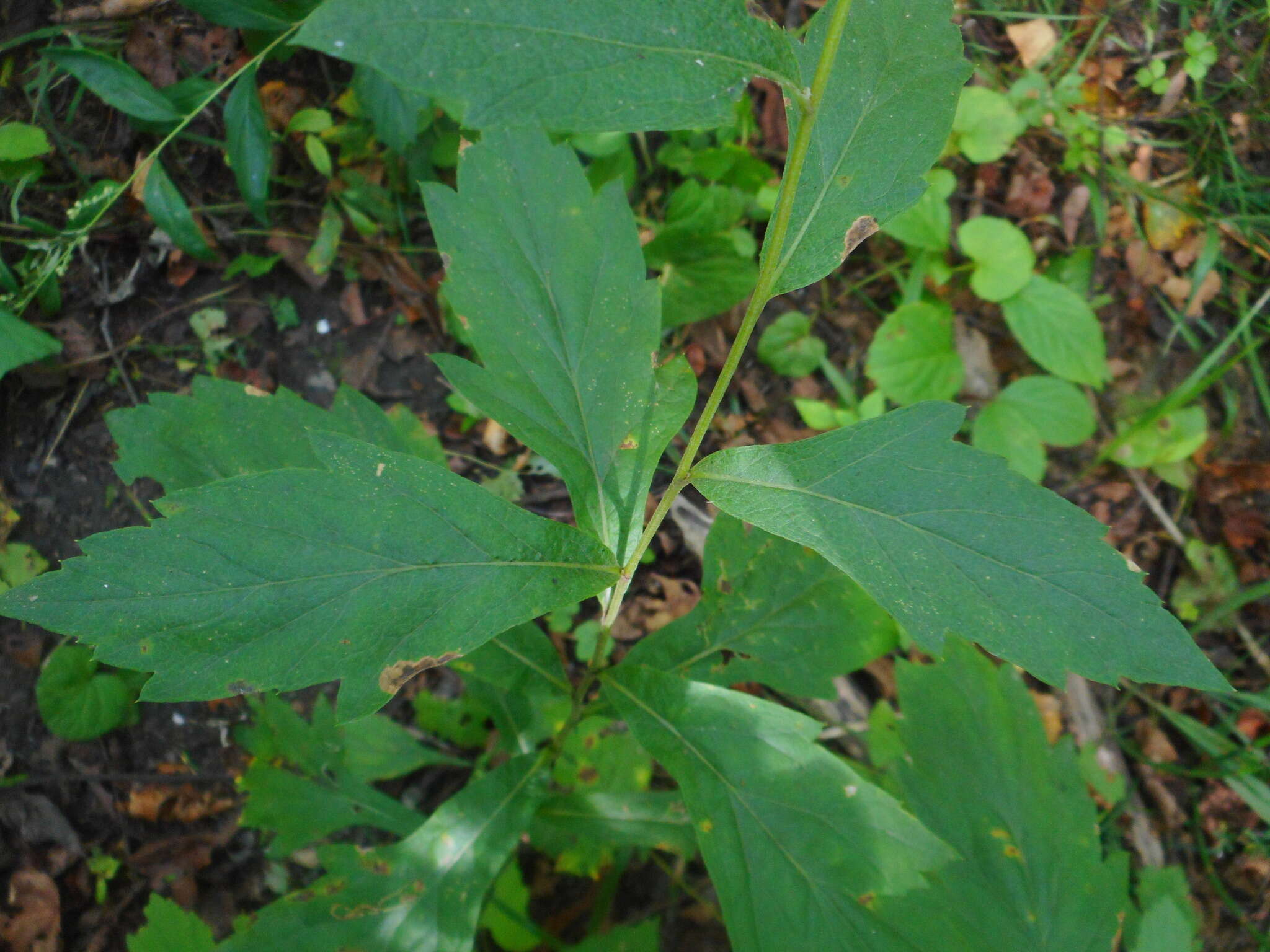 Image of Artemisia stolonifera (Maxim.) Kom.