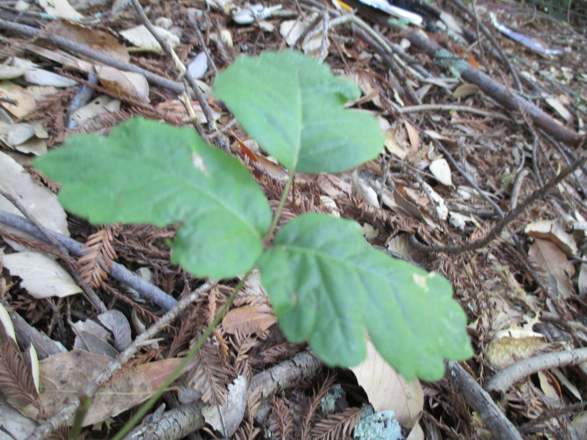 Image of Pacific poison oak