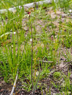 Image of Red-lipped spider orchid