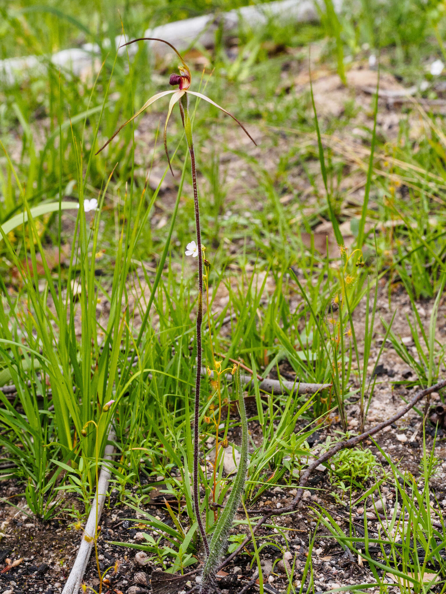 Image of Red-lipped spider orchid