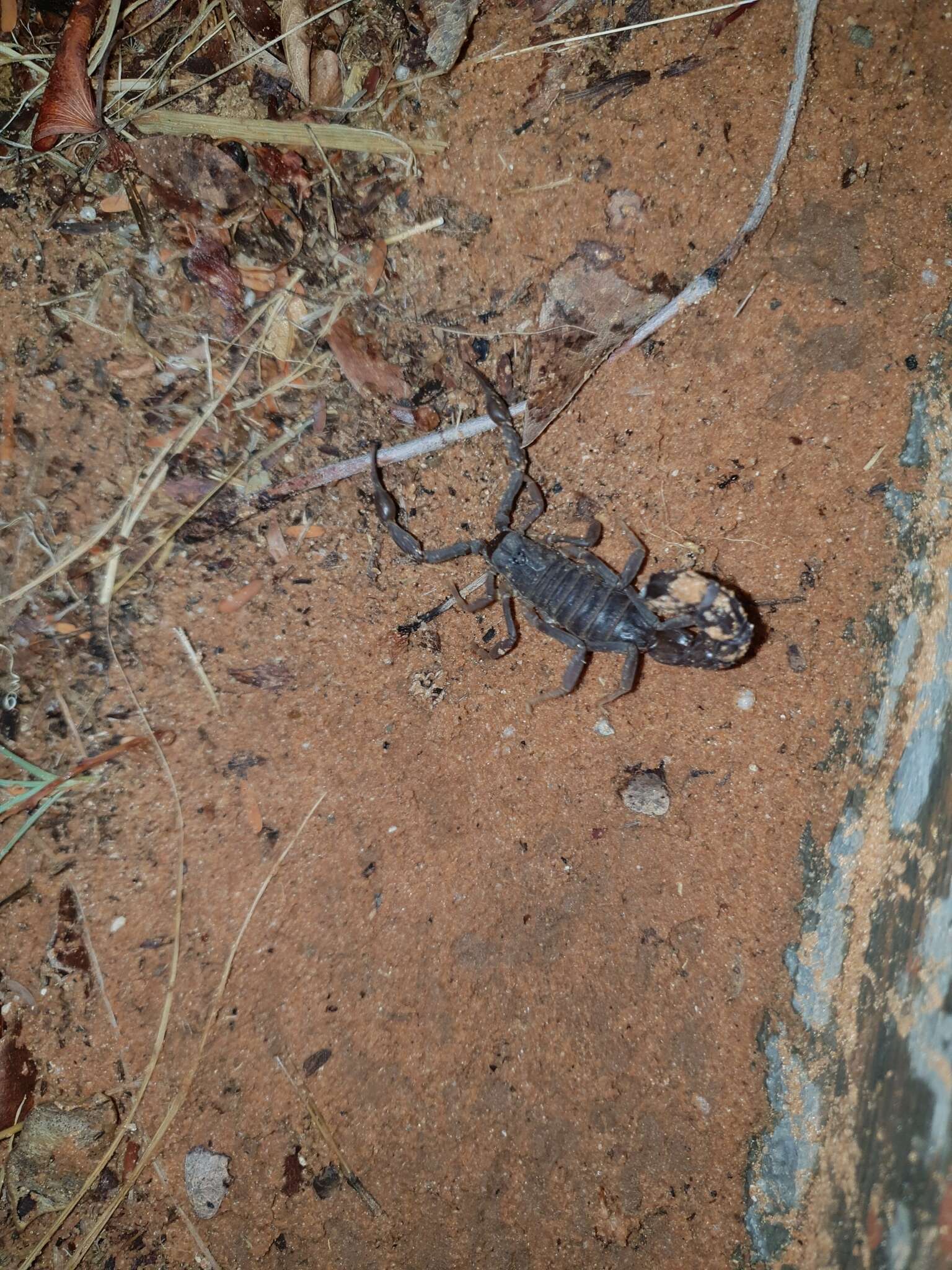 Sivun Parabuthus granulatus (Ehrenberg 1831) kuva