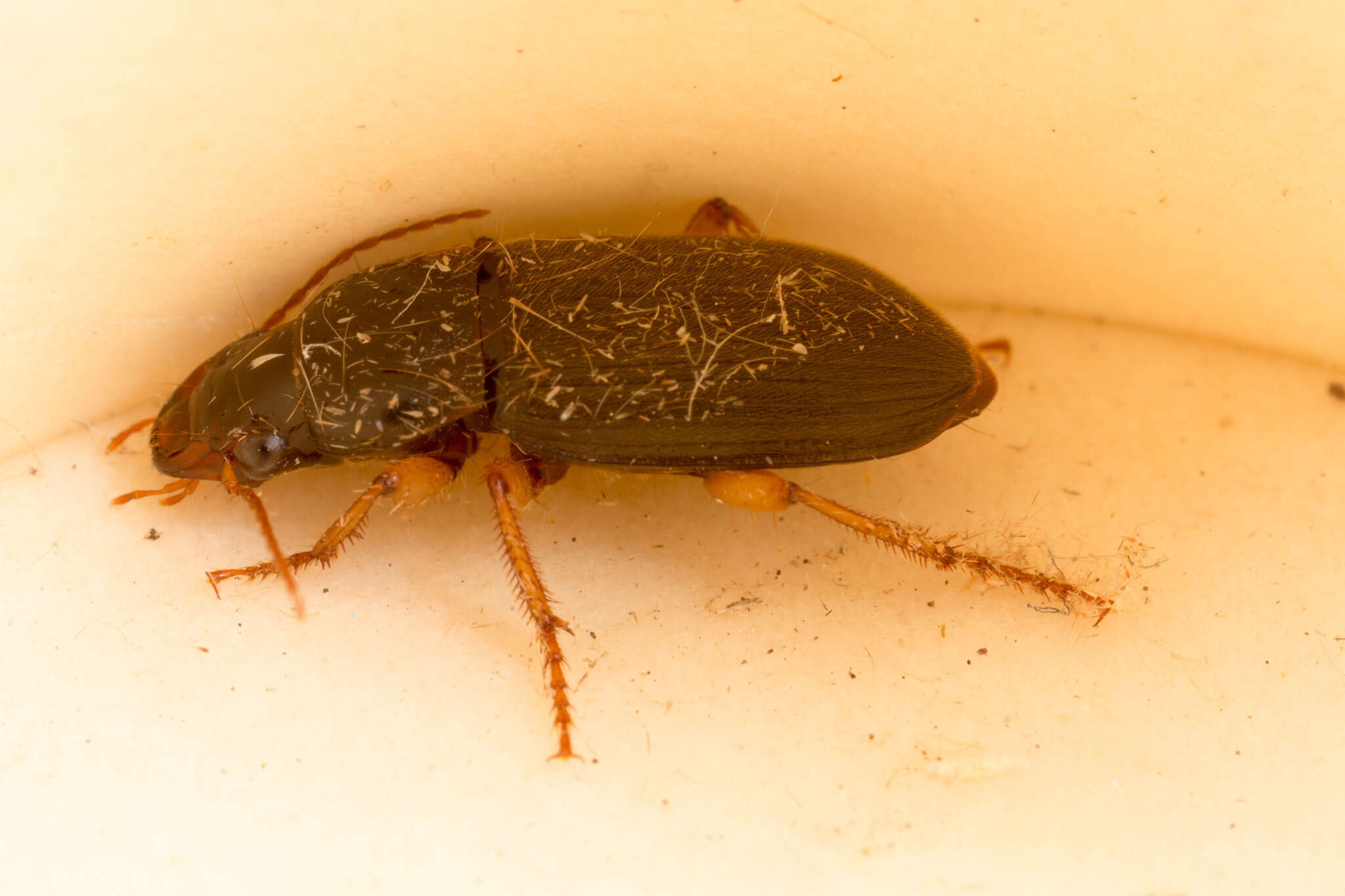 Image de Harpalus (Pseudoophonus) griseus (Panzer 1796)