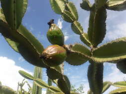 Image of Leptocereus paniculatus (Lam.) D. R. Hunt