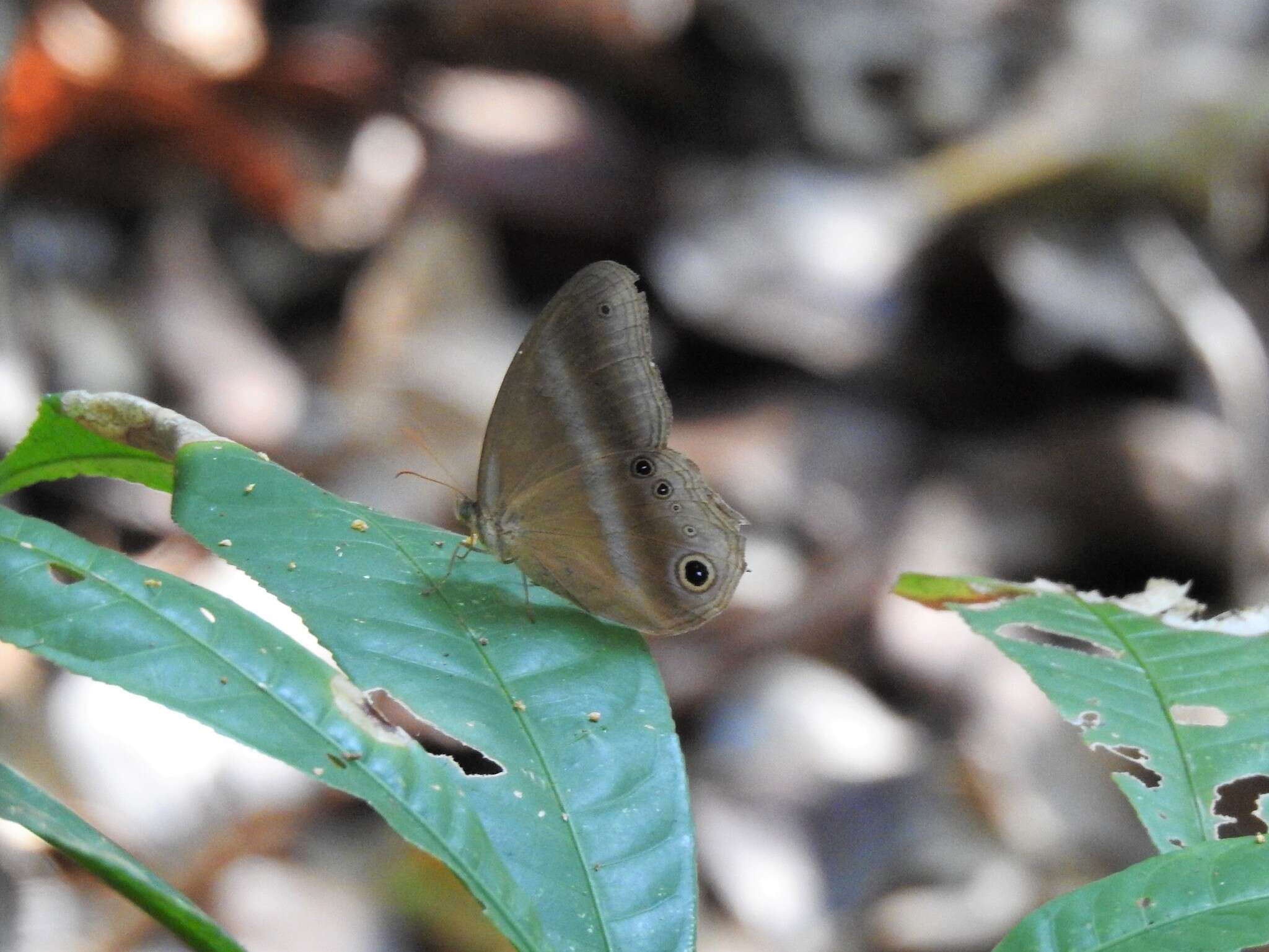 Image de Coelites euptychioides Felder 1867