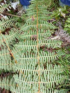 Image of tropical brackenfern