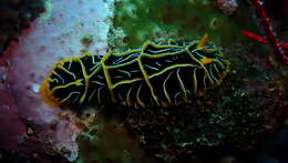 Image of Orange ridge black slug