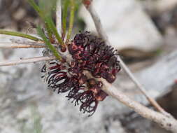 Image of Melaleuca schaueri (Lehm.) Craven & R. D. Edwards