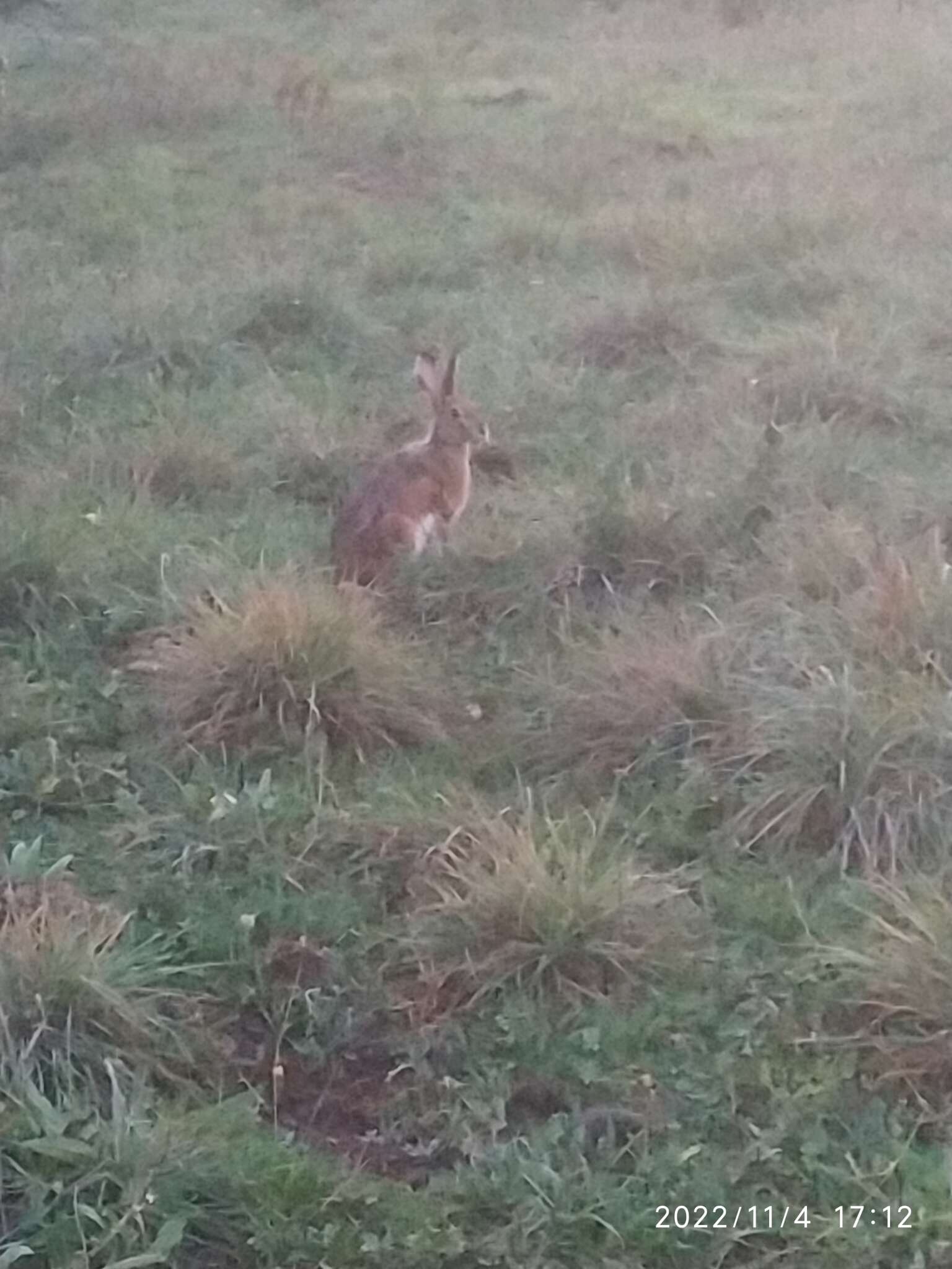 Imagem de Lepus corsicanus de Winton 1898