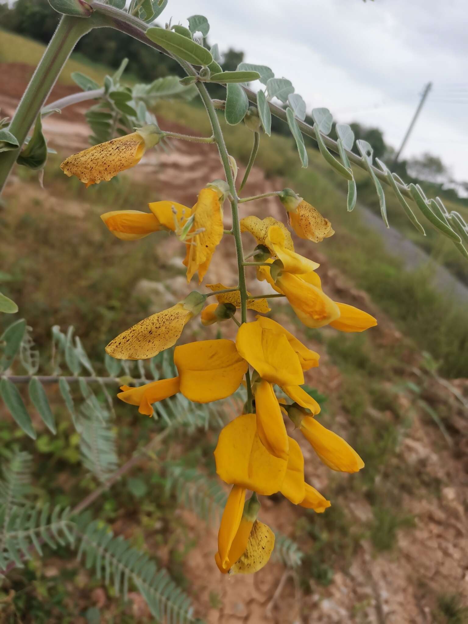 Image of Sesbania javanica Miq.