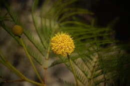 Image de Leucaena greggii S. Watson