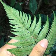 Image of Dryopteris polita Rosenst.