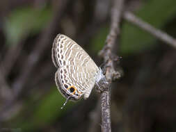 Image of Nacaduba calauria malayica Corbet 1938