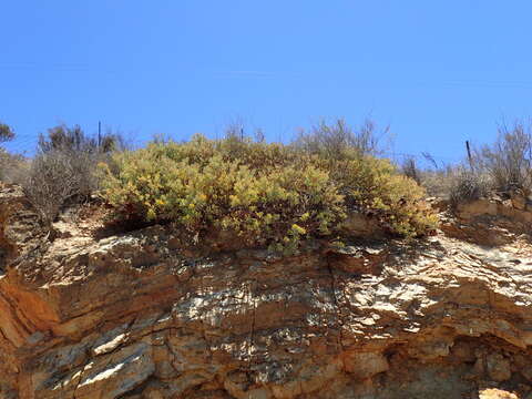 Image of Protea sulphurea Phillips