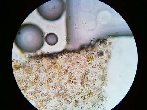 Image of Agrocybe flexuosipes (Peck) Beker & U. Eberh.