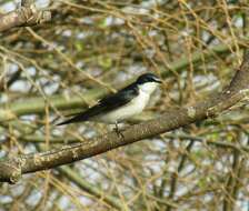 Tachycineta leucorrhoa (Vieillot 1817) resmi