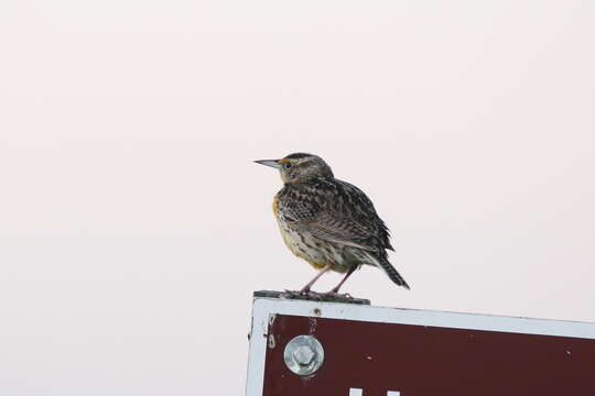 Image of Meadowlark