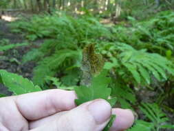 Chirosia gleniensis (Huckett 1924)的圖片