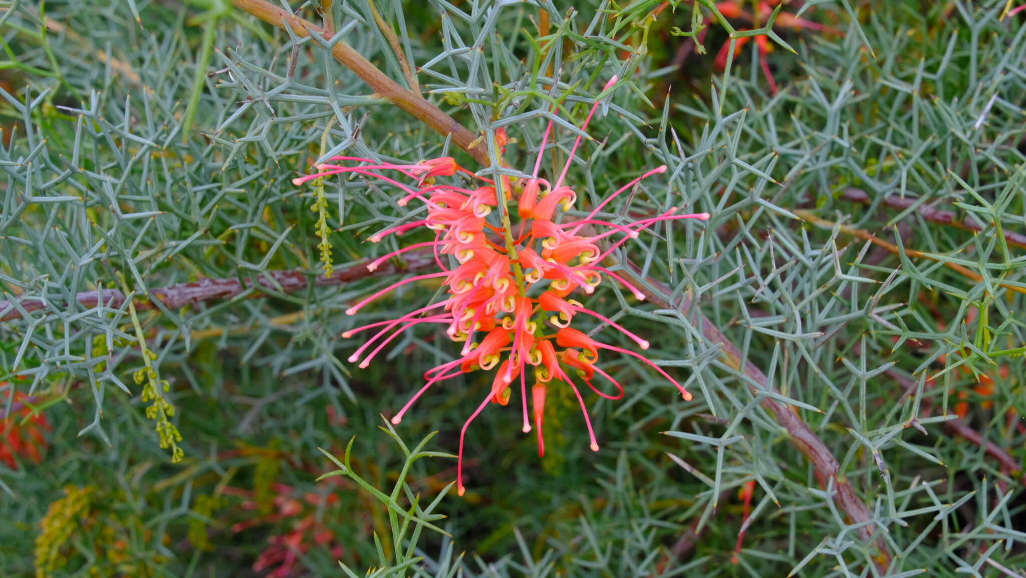 Image of Grevillea dielsiana C. A. Gardner