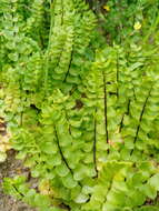 Imagem de Cheilanthes hastata (L. fil.) Kunze