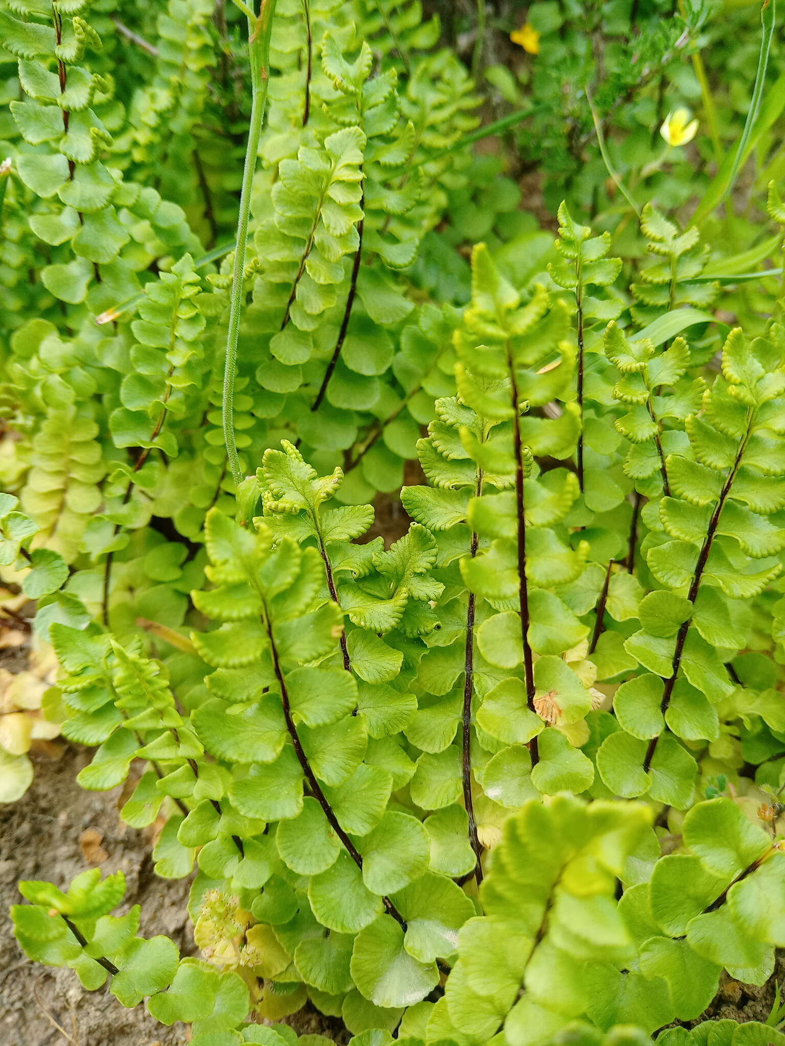 Imagem de Cheilanthes hastata (L. fil.) Kunze