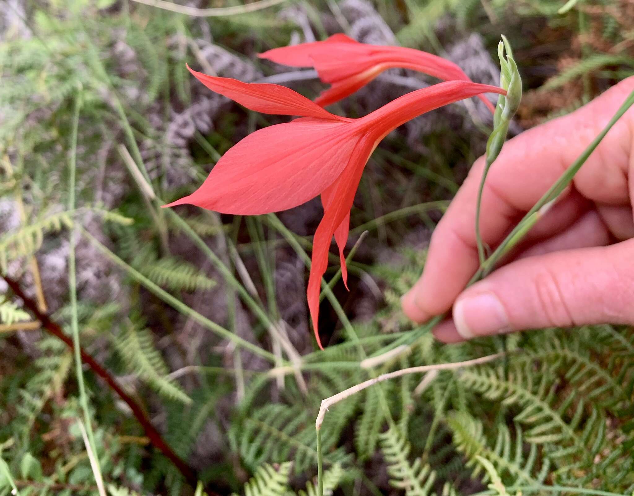 Imagem de Gladiolus priorii (N. E. Br.) Goldblatt & M. P. de Vos