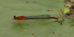 Image of Lilypad Forktail