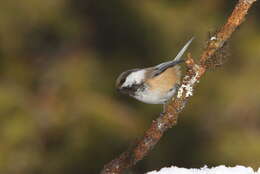 Image of Grey-headed Chickadee