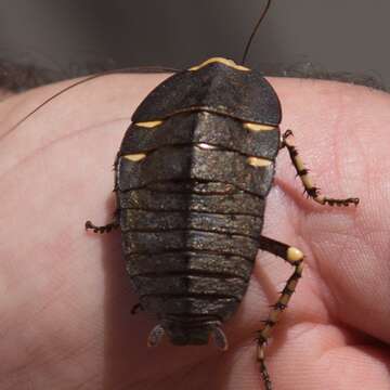 Image of native cockroach ( Australia )