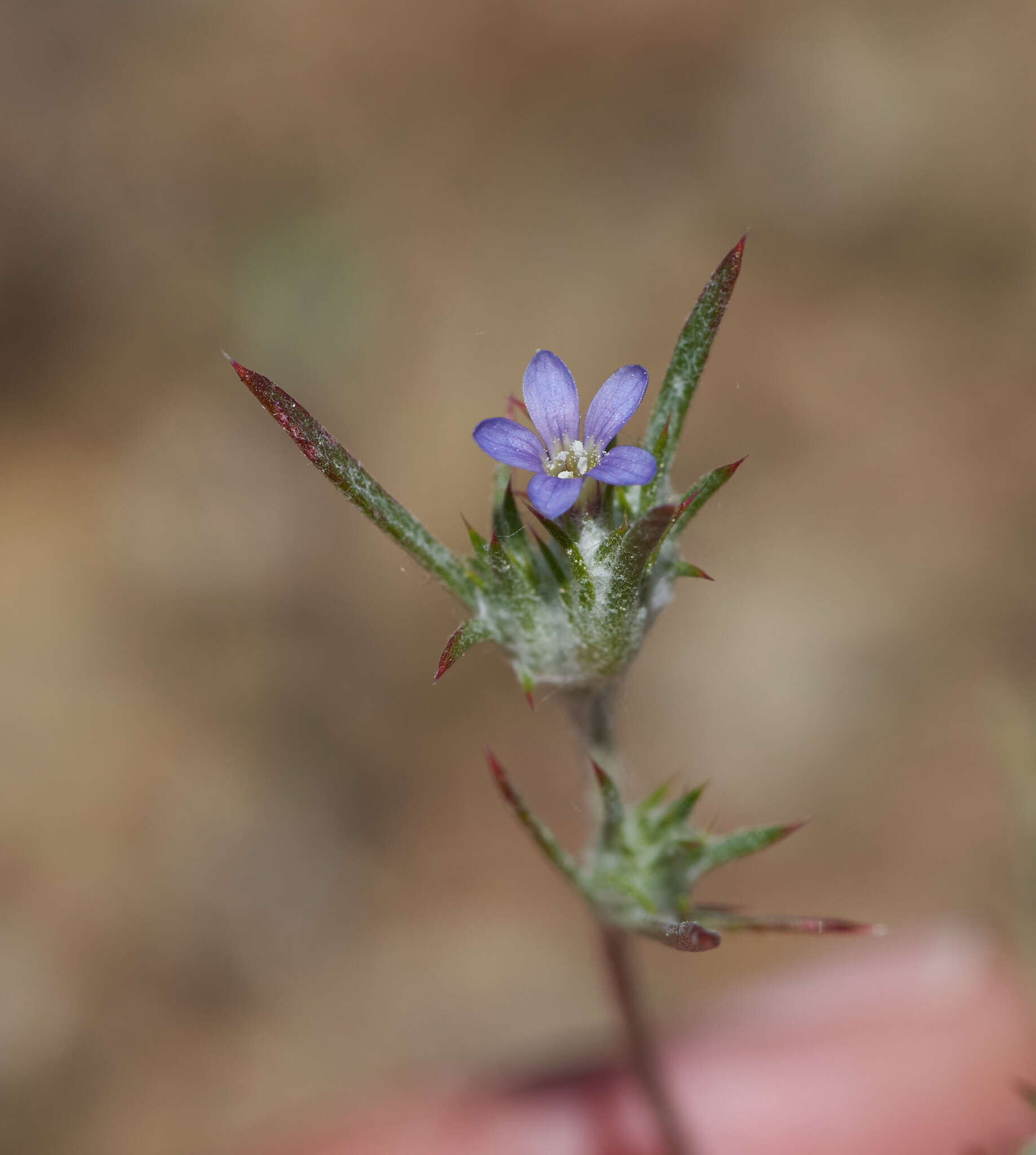 Image of Eriastrum brandegeae Mason