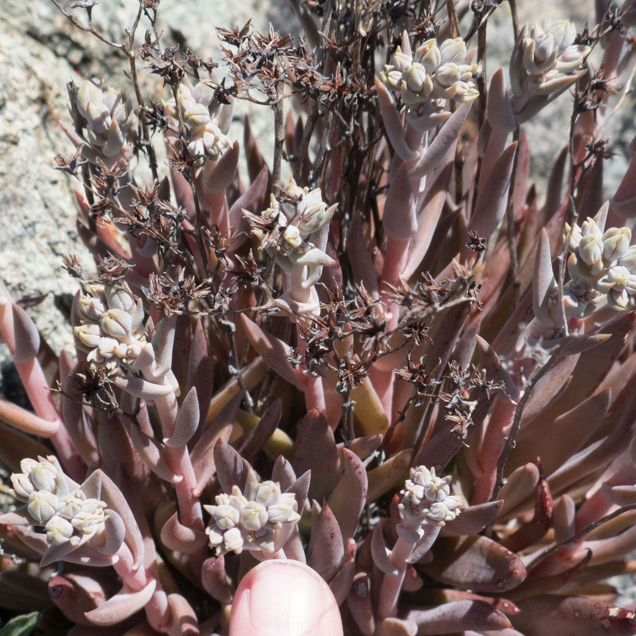 Imagem de Dudleya abramsii subsp. setchellii (Jeps.) Moran