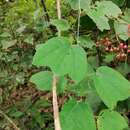 Image of Passiflora goniosperma Killip