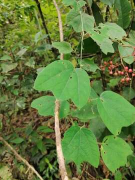 Image of Passiflora goniosperma Killip