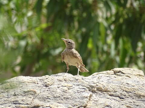 Image of Desert Lark