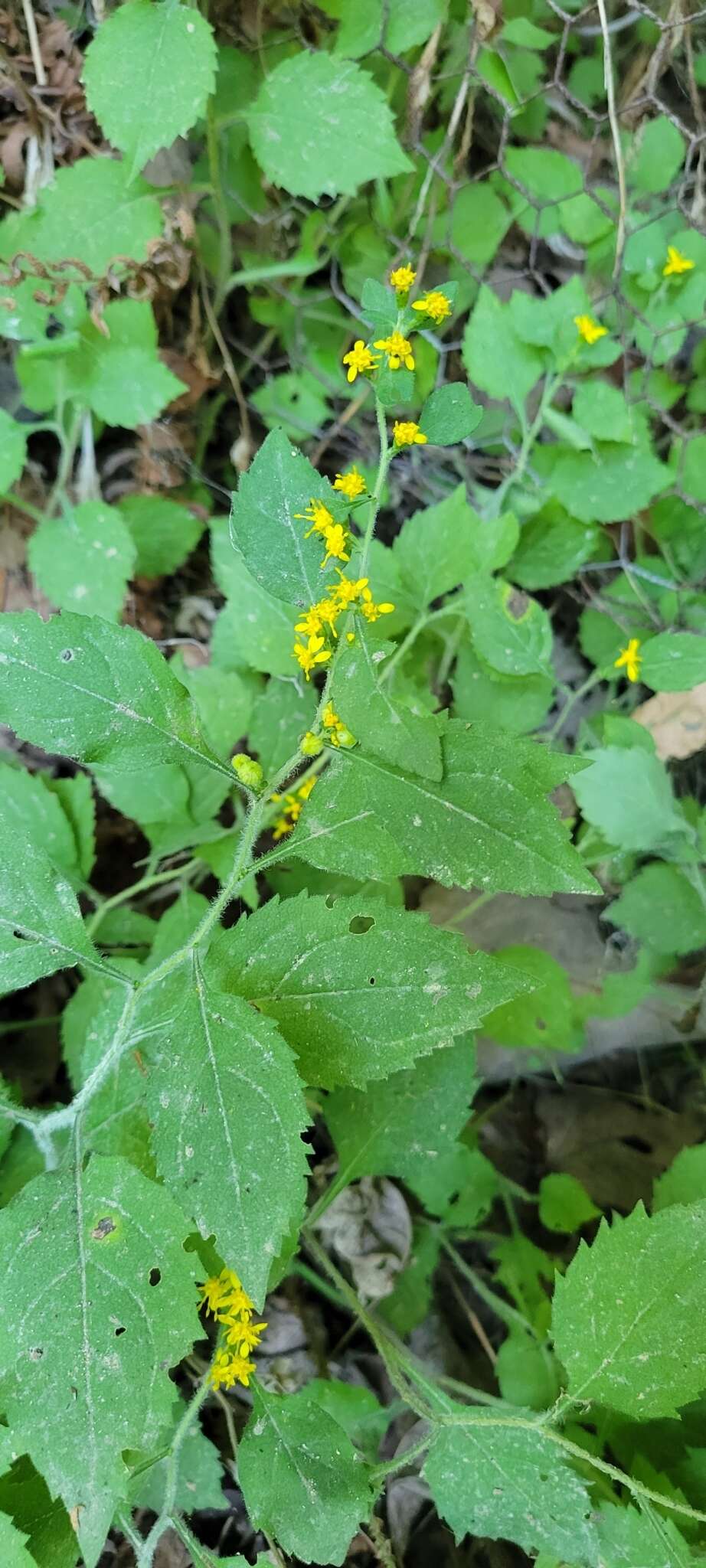 Plancia ëd Solidago albopilosa L. Braun